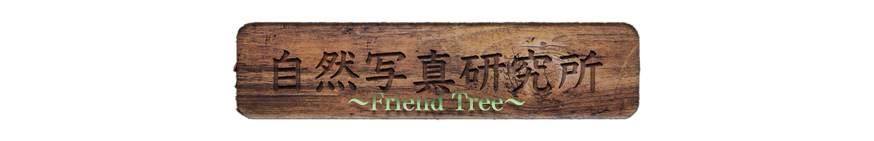 自然写真研究所 Friend Tree